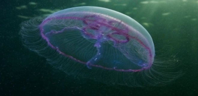 [Resim: denizanasi-001.jpg]