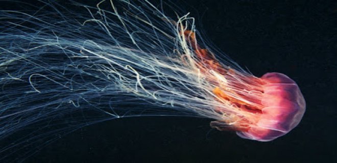 [Resim: denizanasi-003.jpg]