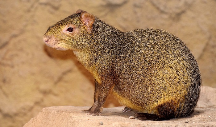 [Resim: pfc1sRG.jpg]