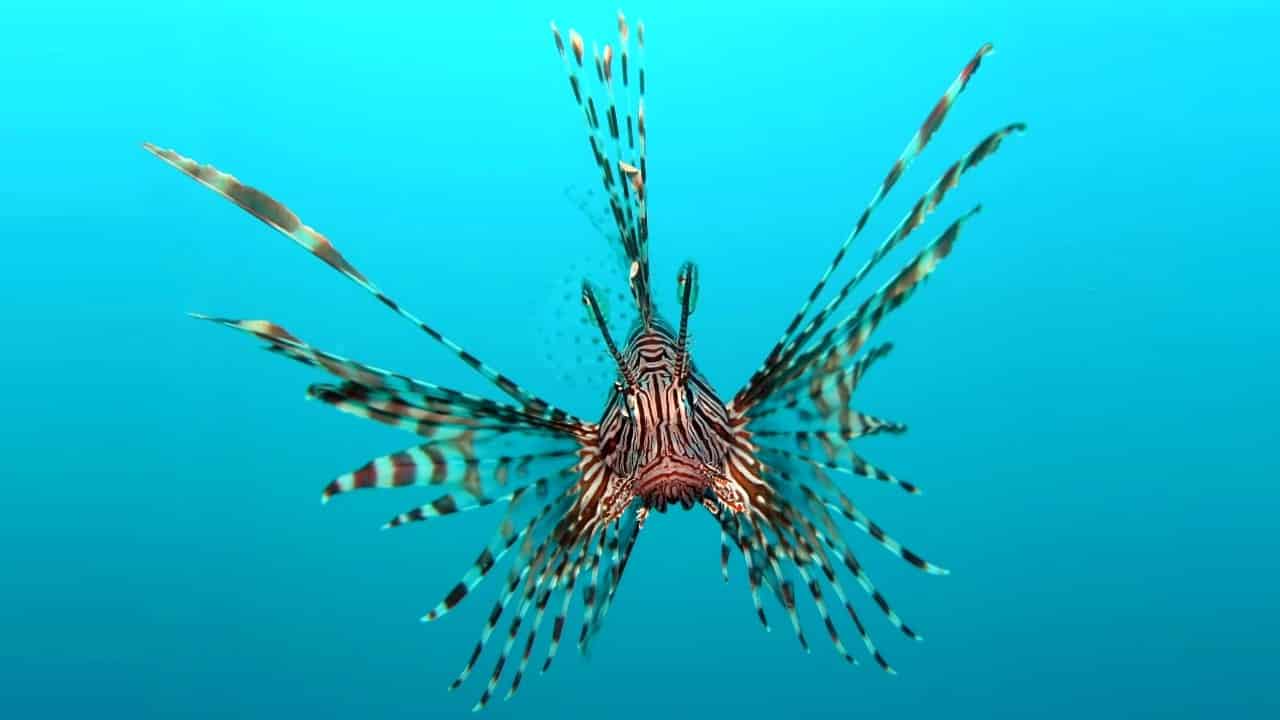 [Resim: aslan-baligi-1.jpg]