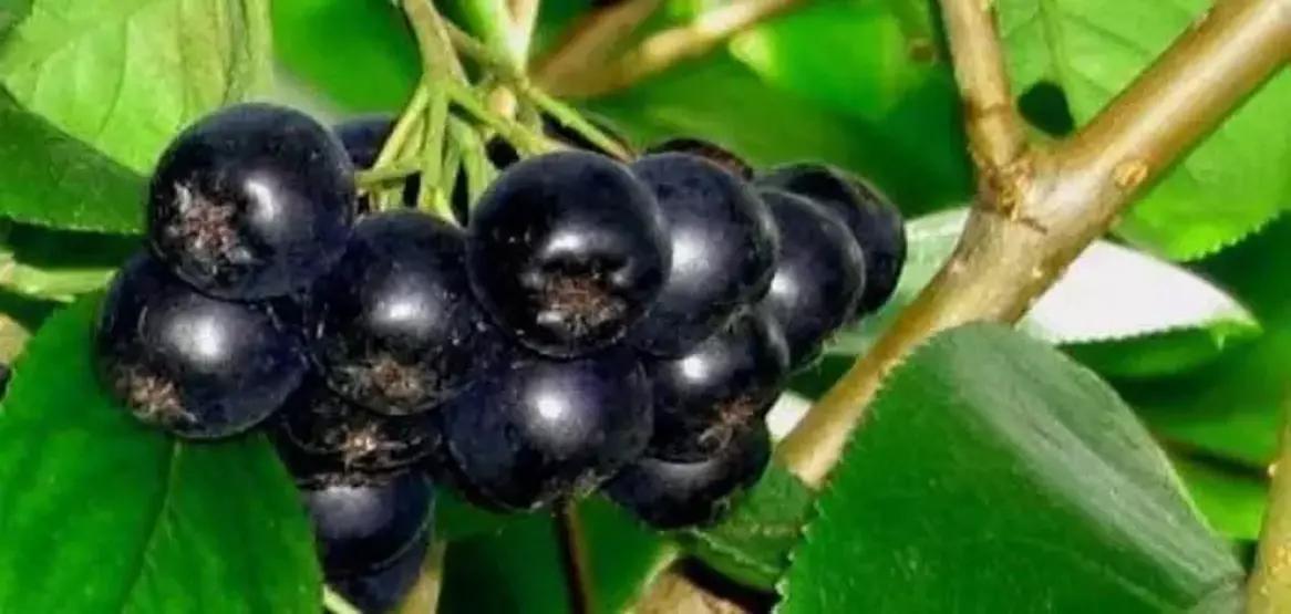 İşte kışın vücudunuzu çelik gibi yapan pek bilinmeyen o besinler: