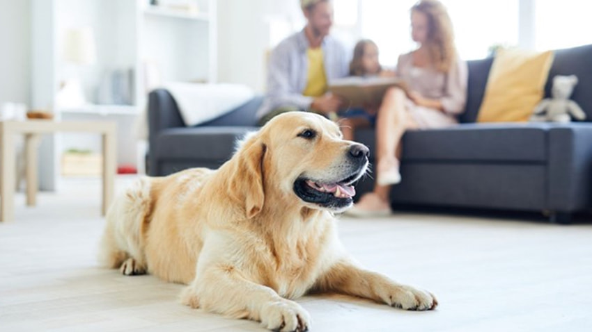 [Resim: jxjpzdb.jpg]