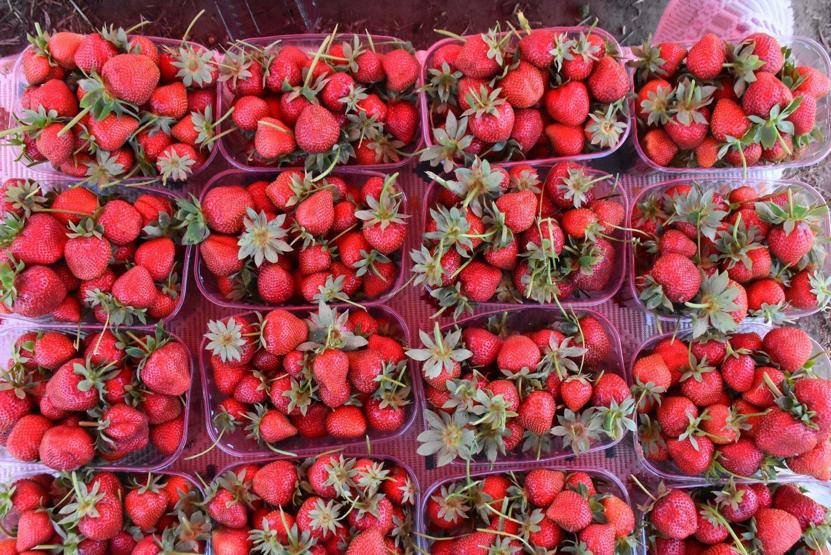 Süper Besinlerin Karanlık Yüzü: