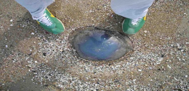 [Resim: denizanasi-004.jpg]