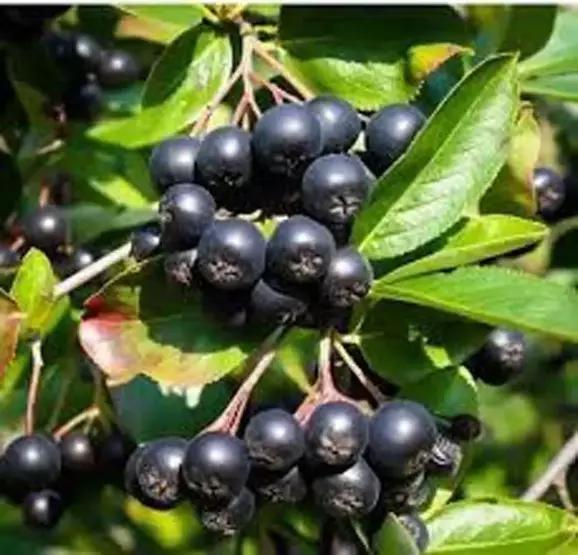 İşte kışın vücudunuzu çelik gibi yapan pek bilinmeyen o besinler: