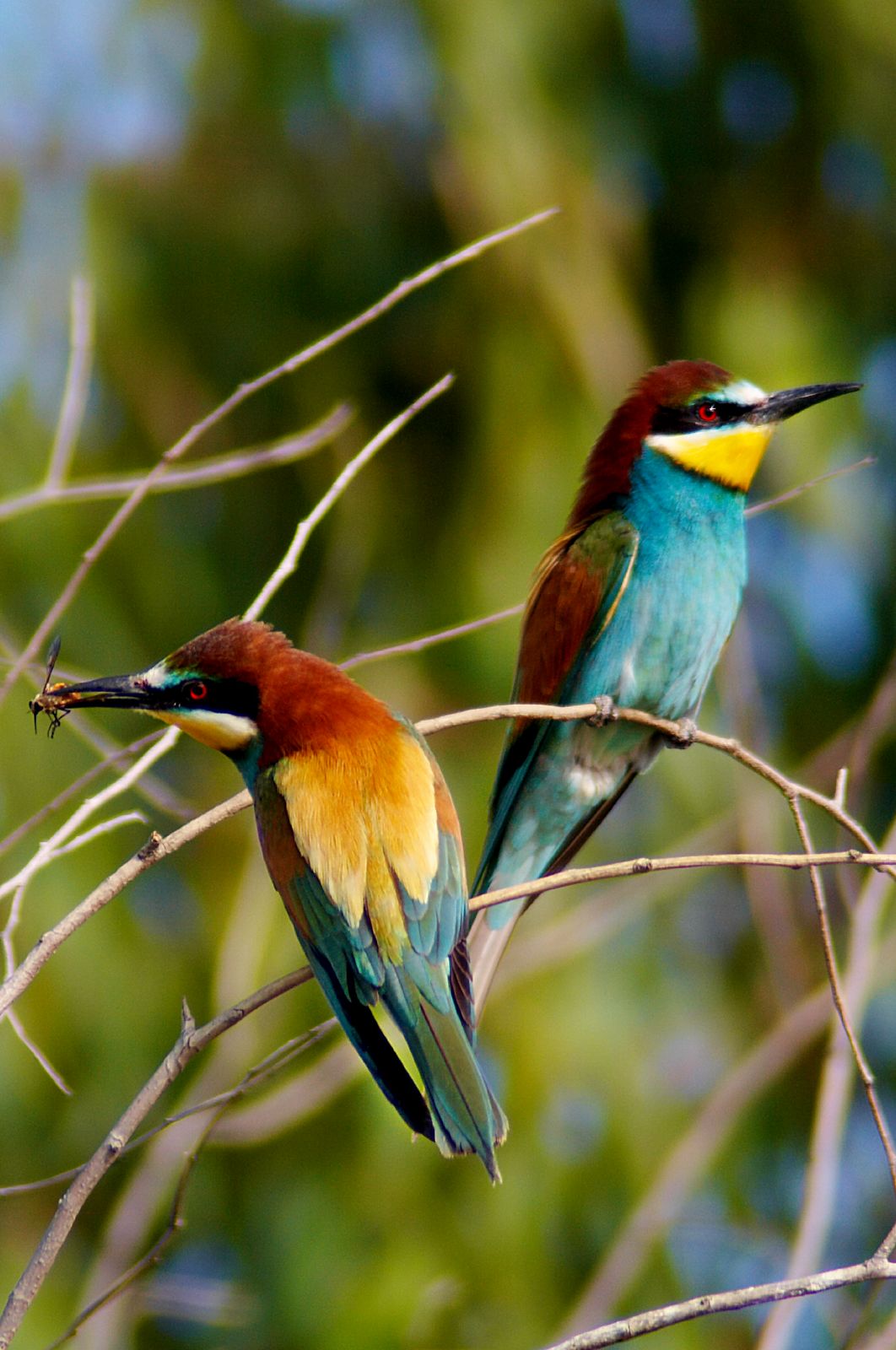 [Resim: European_bee_eater.jpg]